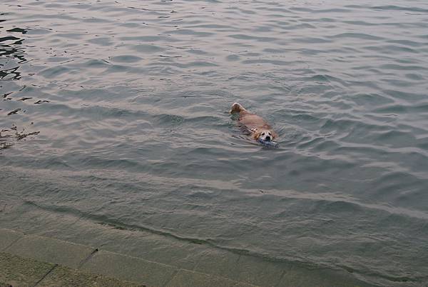 『日月潭的伊達邵碼頭』--遇到游泳的狗狗