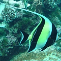 熱帶魚