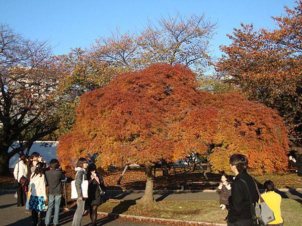 新宿御苑の紅葉