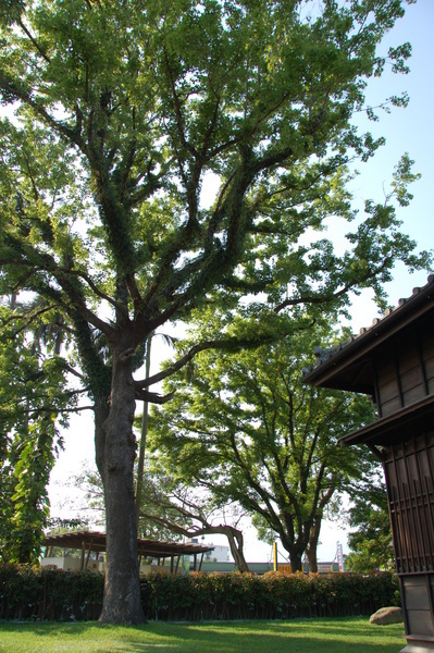 設治紀念館 音樂館旁的大樹