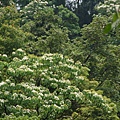 對面山頭的油桐花...