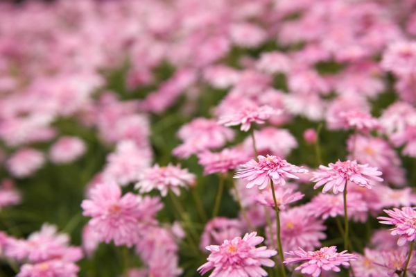 小野菊