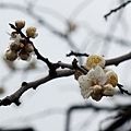 淺草寺旁也有顆梅花樹呢~