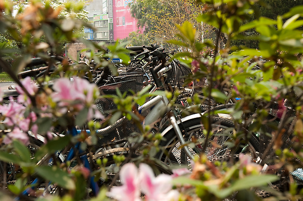 台大第一名勝  - 成群腳踏車