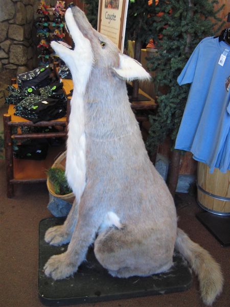 Yosemite商店裡的假灰狼