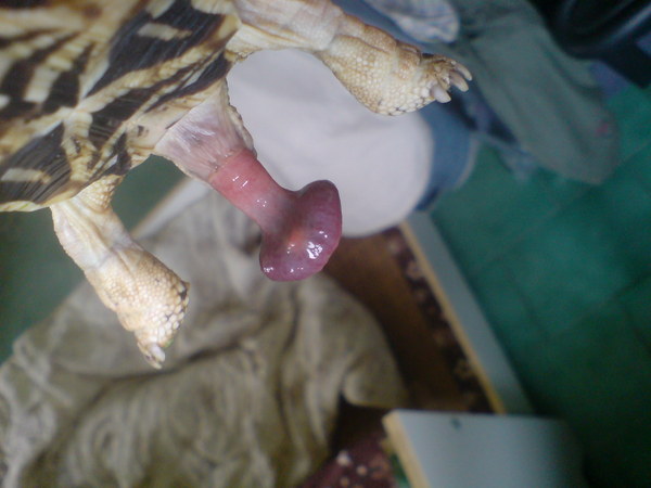 香菇長大了!
