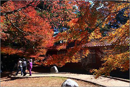 福壽山農場松廬楓紅