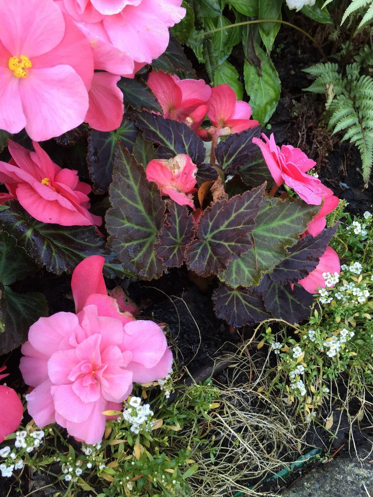 IMG_3024.JPG IMG_3024.JPG