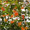 楓紅DSC00887.JPG