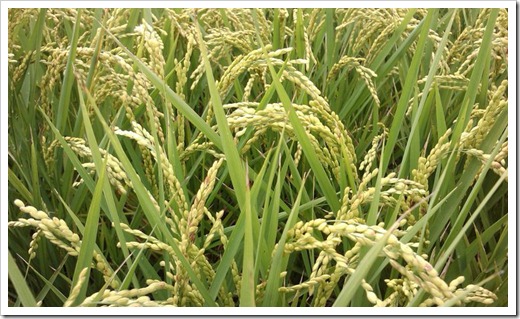 rice_35 rice_35