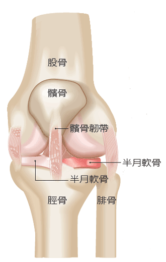 半月軟骨