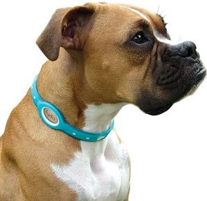 dog-wearing-tick-collar.jpg