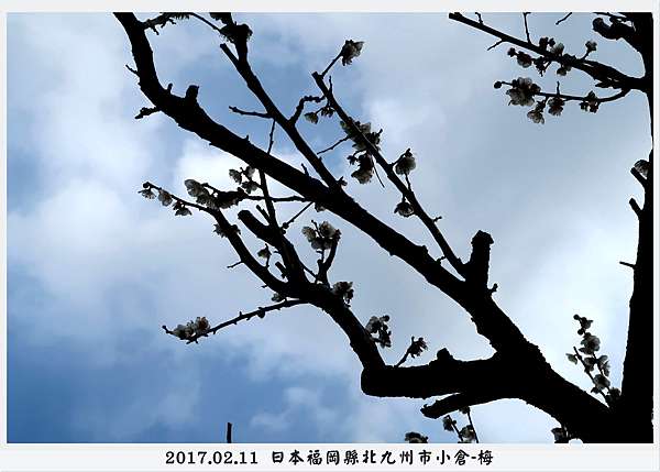 日本福岡 北九州市小倉 梅花 附17年日本最佳賞梅地點 Wen 痞客邦
