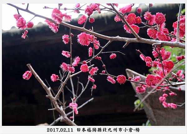 日本福岡 北九州市小倉 梅花 附2017年日本最佳賞梅地點 Wen 痞客邦