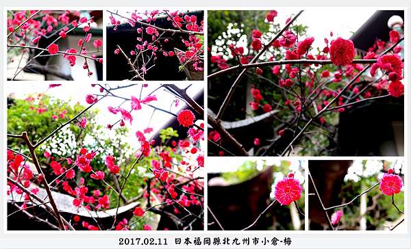 日本福岡 北九州市小倉 梅花 附2017年日本最佳賞梅地點 Wen 痞客邦