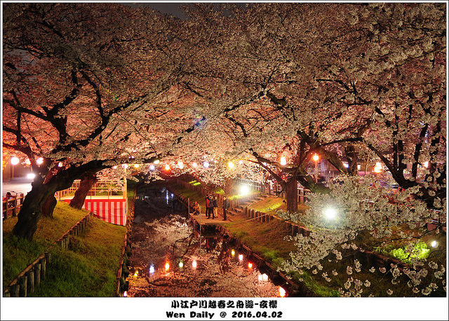 2016.04.02 氷川神社夜櫻