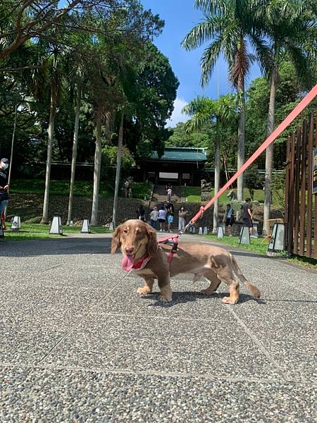 LINE_ALBUM_桃園神社⛩️➕豆花_220710_21