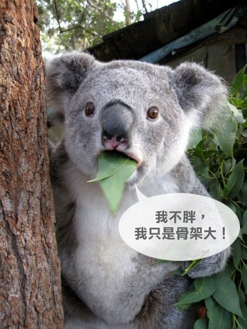 瘦不下來封面 瘦不下來封面