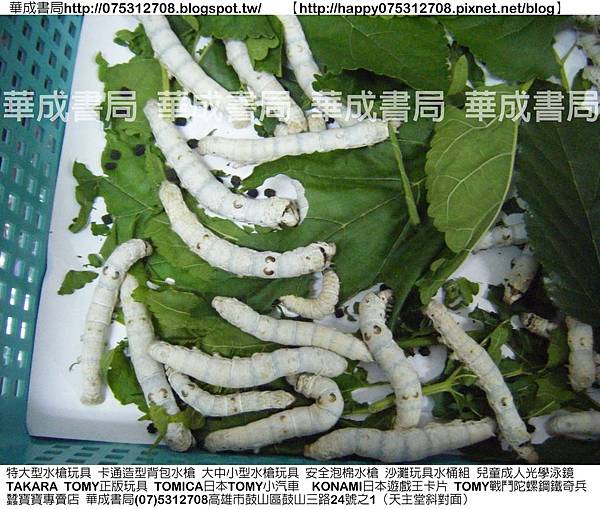 華成書局07-5312708專賣家蠶.白蠶.蟻蠶.一齡蠶.二齡蠶.三齡蠶.四齡蠶.五齡蠶.桑葉).jpg