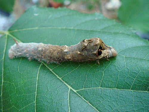 传说的台湾野蚕--野蚕@ 花草园子 随意窝xuite日志.jpg