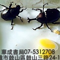 華成書局蠶寶寶專賣店(07)5312708有代販售獨角仙甲蟲 甲蟲幼蟲.飼養甲蟲用品周邊商品.多用途昆蟲飼育容器盒.甲蟲食材.甲蟲專用果凍.獨角仙昆蟲果凍.昆蟲甲蟲餐桌皿木.營養添加劑.甲蟲產卵木.甲蟲用水草.獨角仙食物之甲蟲果凍.高雄市鼓山區鼓山三路24-1號華成書局紋身貼紙販售.jpg