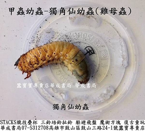 甲蟲獨角仙幼蟲雞母蟲.jpg
