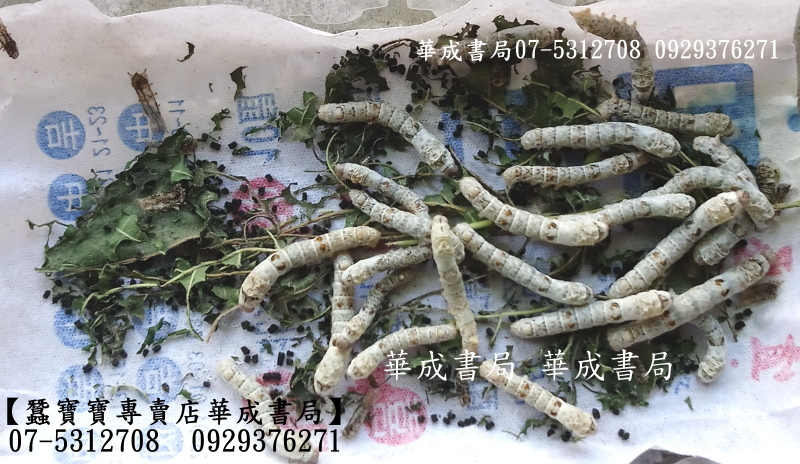 現貨蠶寶寶華成書局07-5312708高雄市鼓山區鼓山三路24-1號華成書局(專賣蠶寶寶桑葉蠶寶飼養盒昆蟲飼育容器07-5312708 劍玉白蠶 黑蠶 白色蠶寶寶 黑色蠶寶寶 特別種類蠶寶寶在蠶寶寶專賣店華成書局07-5312708.jpg