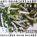 #特殊品種蠶寶寶【虎寶】華成書局07-5312708 虎斑稀有品種蠶寶寶-虎寶 蠶 白系蠶寶寶虎寶 視覺系白蠶-虎寶 #特殊品種蠶在華成書局07-5312708蠶界旗艦店SUNDIA三鈴扯鈴店華成書局專賣各式蠶寶寶 虎寶蠶寶寶旗艦店07-5312708高雄市古早味童玩玩具 #無線遙控蠶寶寶 遙控昆蟲系列.jpg