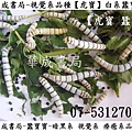 #視覺系品種 療癒系品種蠶寶寶【虎寶】華成書局07-5312708 虎斑稀有品種蠶寶寶-虎寶 蠶 療癒系蠶寶寶虎寶 白虎 視覺系白蠶-虎寶 視覺系 #療癒系品種蠶在華成書局07-5312708蠶界旗艦店SUNDIA三鈴扯鈴店華成書局專賣各式蠶寶寶 虎寶蠶寶寶旗艦店07-5312708高雄市古早味童玩玩具 #無線遙控蠶寶寶 遙控昆蟲系列.jpg