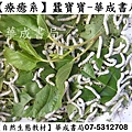 療癒系蠶寶寶販售-華成書局,飼養自然生態昆蟲素材蠶寶寶桑葉-華成書局07-5312708,專賣正版商品,派對舞會造型面具服裝道具07-5312708.jpg