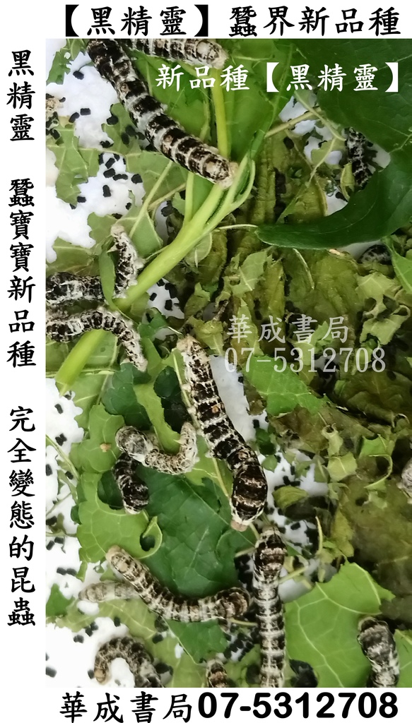 黑色蠶寶寶-視覺ˊ系 黑精靈蠶寶寶專賣店07-5312708.jpg