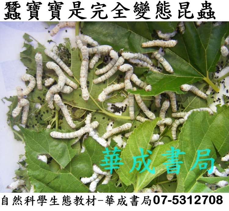 DSC我的寵物-蠶寶寶是完全變態昆蟲,自然科學生態教材-華成書局07-5312708,另售蠶寶寶飼養用品 新鮮桑葉##蠶界旗艦店華成書局高雄實體商店07-5312708..jpg