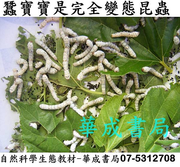 DSC我的寵物-蠶寶寶是完全變態昆蟲,自然科學生態教材-華成書局07-5312708,另售蠶寶寶飼養用品 新鮮桑葉##蠶界旗艦店華成書局高雄實體商店07-5312708..jpg