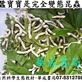 DSC我的寵物-蠶寶寶是完全變態昆蟲,自然科學生態教材-華成書局07-5312708,另售蠶寶寶飼養用品 新鮮桑葉##蠶界旗艦店華成書局高雄實體商店07-5312708..jpg