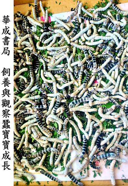 請問蠶寶寶生病怎處理stacks正版競技疊杯華成書局07-5312708蠶寶寶店提供蠶 新鮮桑葉 新品種蠶寶寶蠶蛹 蠶繭 蠶蛾 放大鏡 蠶 飼養盒家蠶 蝸牛 甲蟲獨角仙 蠶寶寶店 汽笛喇叭華成書局07-5312708.jpg