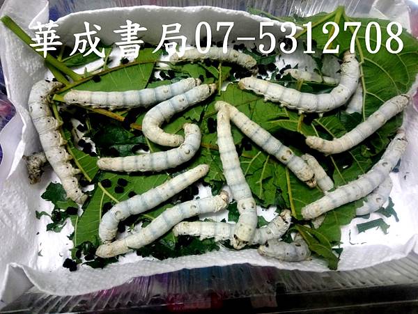 DSC_7蠶寶寶是完全變態的昆蟲!蠶寶寶 蠶絲 蠶蛹 蠶繭新鮮桑葉哪裏購買-華成書局高雄實體店面07-5312708#萬聖節造型面具服裝道具店華成書局.JPG