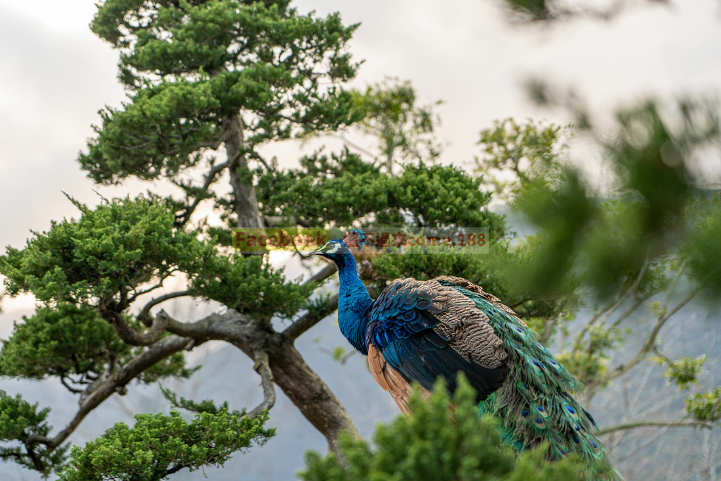 洄瀾灣景觀餐廳｜超多可愛動物相片,還有影片｜花蓮景點