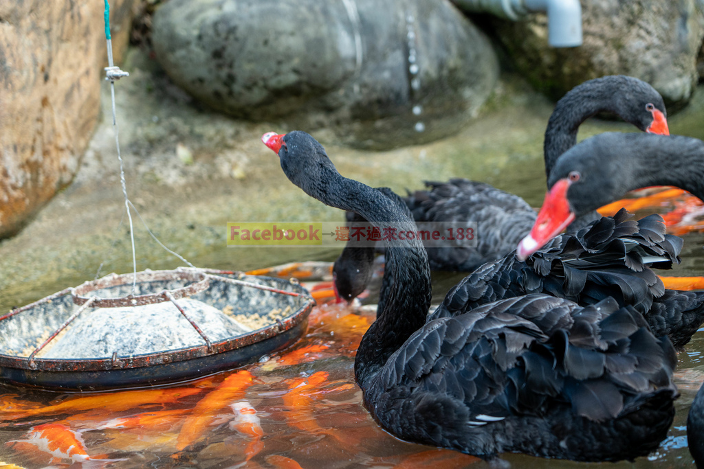 洄瀾灣景觀餐廳｜超多可愛動物相片,還有影片｜花蓮景點