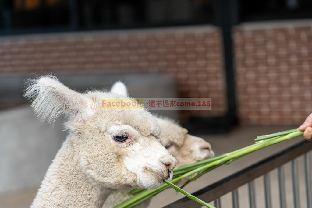 洄瀾灣景觀餐廳｜超多可愛動物相片,還有影片｜花蓮景點