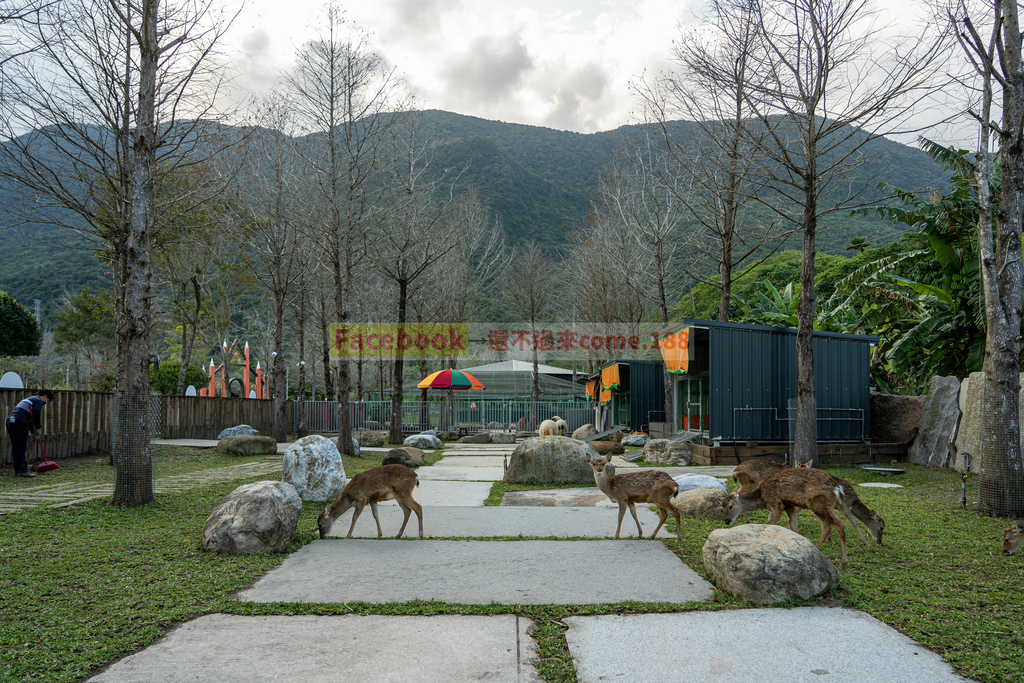 洄瀾灣景觀餐廳｜超多可愛動物相片,還有影片｜花蓮景點