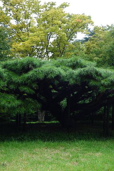 韓國世界文化遺產之一｜慶州歷史遺跡｜佛國寺｜石痷窟