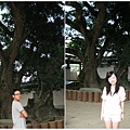 百年芒果樹 