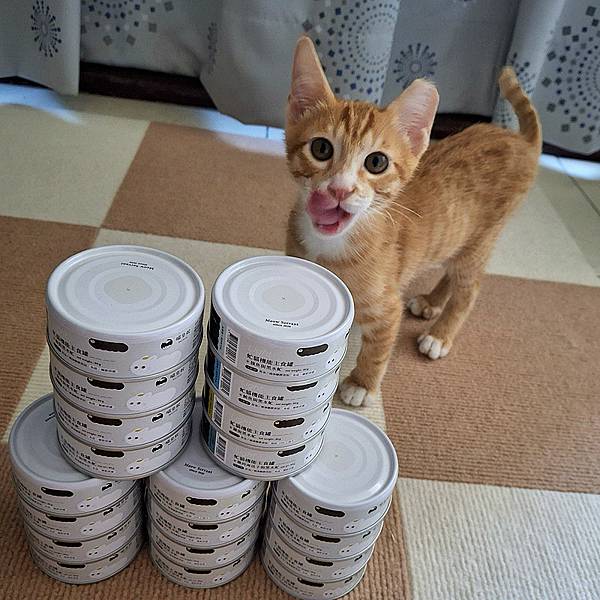 【好物分享】《喵皇奴｜虻貓機能主食罐》給貓貓最好的呵護！優質