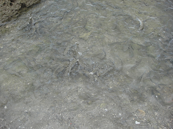 DSC03255.JPG