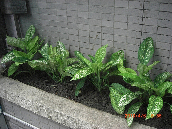 站前囍市後門植物 013.jpg