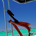 059_IMG_3615_Ningaloo_Reef尋訪寧格魯礁.JPG