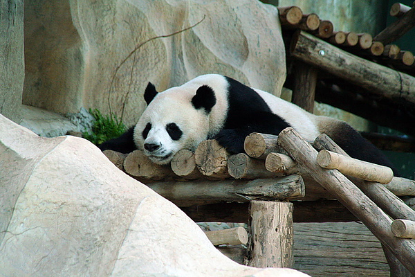 003_IMG_4495_貓熊是清邁動物園的驕客,進動物園只要門票35元,要看貓熊則要另付100元,貓熊可是惟一可以吹冷氣的動物喔.JPG