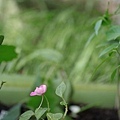 家中的花草1