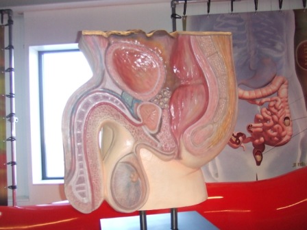 健康的生殖器及泌尿系統剖面教學