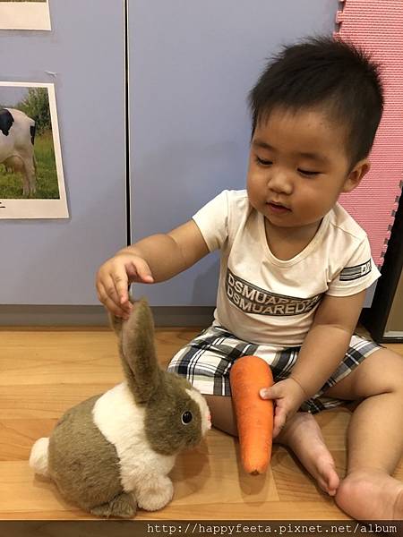 河馬。兔子🐰吃紅蘿蔔🥕_180823_0028.jpg